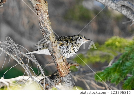 Brown Thrush perched on a branch Brown Thrush perched on a branch 123296815