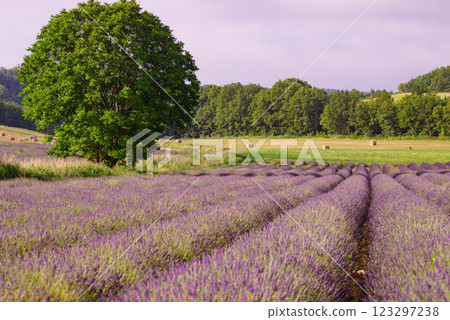 Summer landscape with lavender fields, France Summer landscape with lavender fields, France 123297238