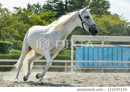 白馬在馬場上奔跑 123297254