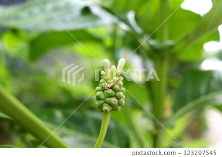 Close up Morinda citrifolia fruit with flowers. Close up Morinda citrifolia fruit with flowers. 123297545