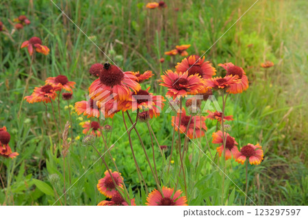 Gaillardia is blooming. Plant of Aster family. Orange flower in meadow. Drought-resistant annual plant. Cottage garden. 123297597