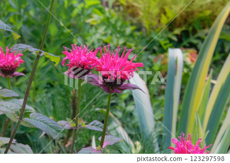 Flowers of Monarda is growing in garden. Countryside garden. Pink flowers in meadow. Medicinal, edible, essential oil, honey-bearing and ornamental plant. 123297598
