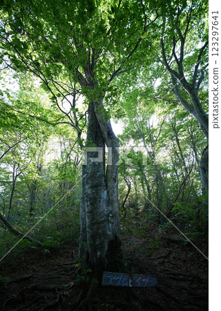 Adam and Eve's Tree 123297641