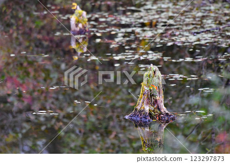 深秋池塘風景 深秋池塘風景 123297873