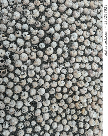 Lots of seashells as background 123297925