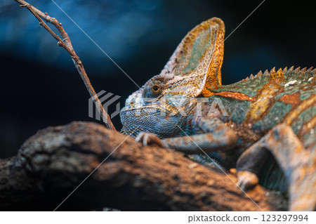 造假大師:樹枝上的彩龍的完美藏身之處 造假大師:樹枝上的彩龍的完美藏身之處 123297994
