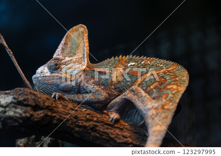 造假大師:樹枝上的彩龍的完美藏身之處 造假大師:樹枝上的彩龍的完美藏身之處 123297995