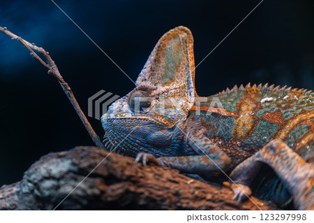 Great Master of Fake Clothes: Complete beauty of the dragon on the tree Great Master of Fake Clothes: Complete beauty of the dragon on the tree 123297998