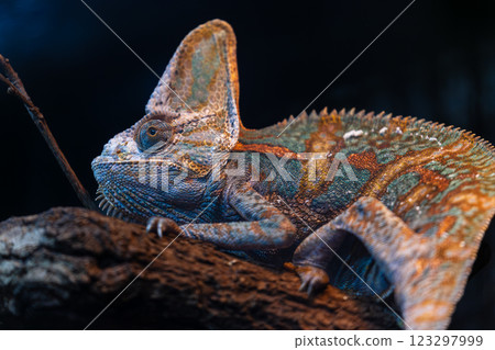 Great Master of Fake Clothes: Complete beauty of the dragon on the tree Great Master of Fake Clothes: Complete beauty of the dragon on the tree 123297999