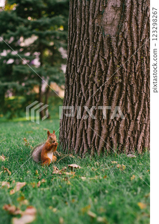 A red squirrel sits in the green grass under a tree in the park and nibbles something A red squirrel sits in the green grass under a tree in the park and nibbles something 123298267