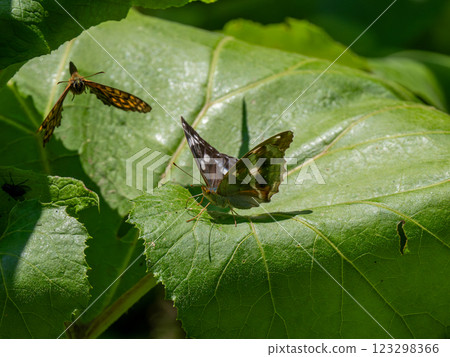 紫蝴蝶和豹蝶 紫蝴蝶和豹蝶 123298366