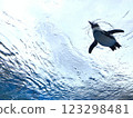 Flying Penguin 123298481
