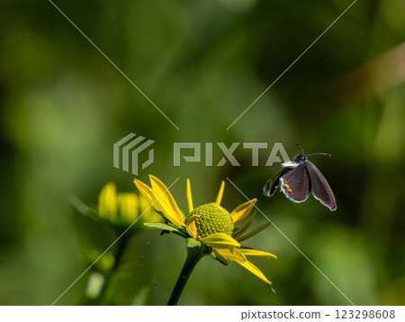 短尾藍色 123298608