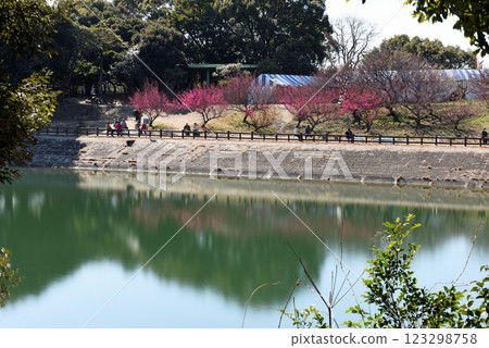 The plum blossoms at Safuri Pond are in full bloom 123298758