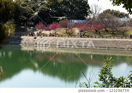 The plum blossoms at Safuri Pond are in full bloom 123298759