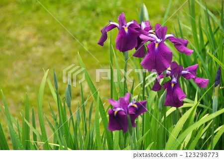 The irises that bloomed in Kasumi Park in early summer 123298773