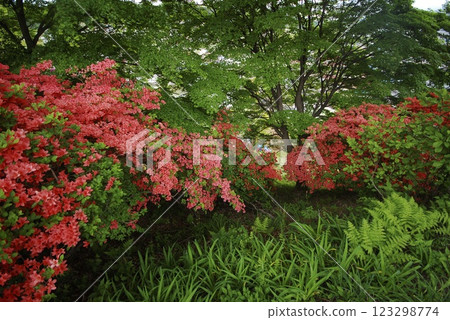 Red azalea 123298774