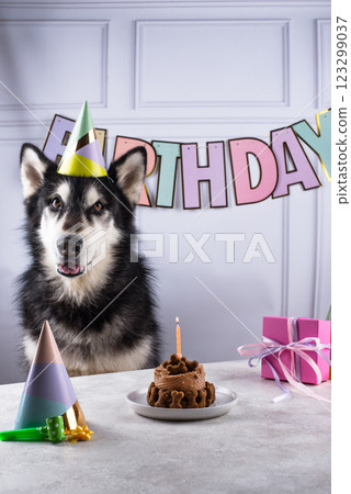Dog birthday concept with malamut and cake Dog birthday concept with malamut and cake 123299037