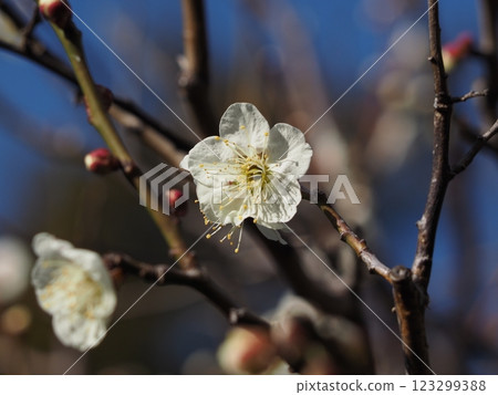 The dignified white plum blossoms of Ikegami Plum Garden in Ota Ward, Tokyo 123299388