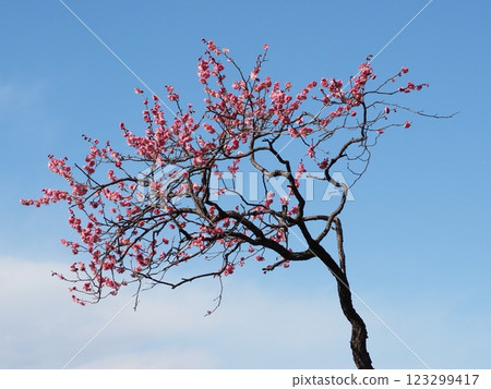 A solitary red plum tree, Ikegami Plum Garden, Ota Ward, Tokyo 123299417
