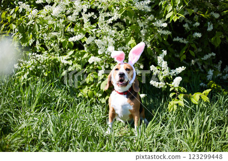 Beagle dog wearing bunny ears sits on the green grass by a flowering bird cherry bush. Beagle dog wearing bunny ears sits on the green grass by a flowering bird cherry bush. 123299448