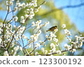 Early spring plum and white-eye 123300192