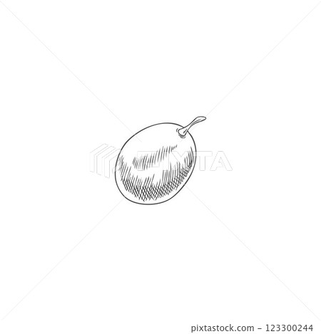 Grape berry sketch, vector hand drawn fresh ripe green fruit, farm sweet food plant, juicy dessert, fondue ingredient Grape berry sketch, vector hand drawn fresh ripe green fruit, farm sweet food plant, juicy dessert, fondue ingredient 123300244