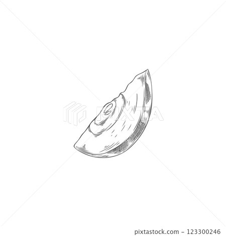 Apple slice engraved hand drawn vector, farm natural fruit piece sketch, organic juicy sweet snack, fondue ingredient 123300246