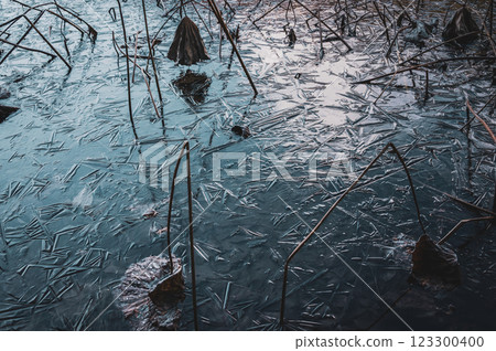 Frozen lotus pond [Nagano Prefecture] 123300400