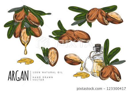 Argan tree branch with leaves and nuts, bottle and drops of oil sketch vector set, dripping oil fruits, hand drawn plant 123300417