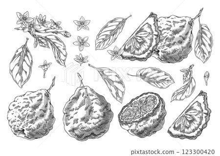 Vector illustration of set of whole, slice and halves of bergamot fruits with leaves and flowers. 123300420