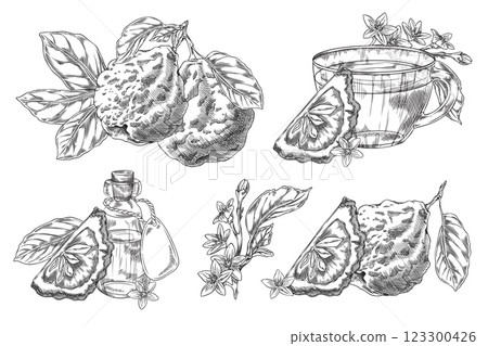 Bergamot fruits, flowers and leaves engraved sketch vector set, hand drawn ripe Kaffir lime fruit, tea, oil citrus plant 123300426