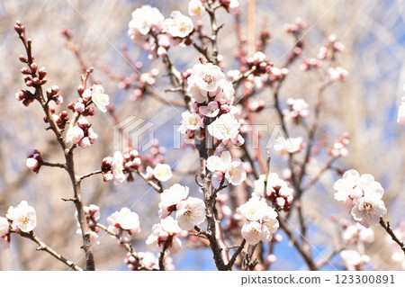 Early spring white plum 123300891