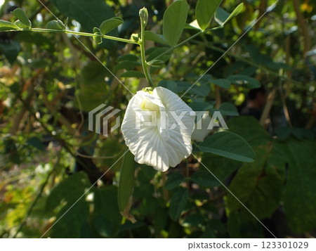 Butterfly pea flower 123301029