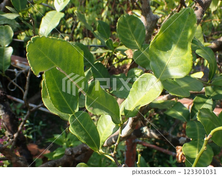Cobumican leaves Cobumican leaves 123301031