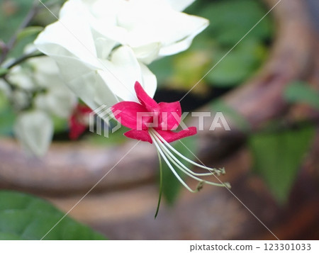 Genpei花 Genpei花 123301033