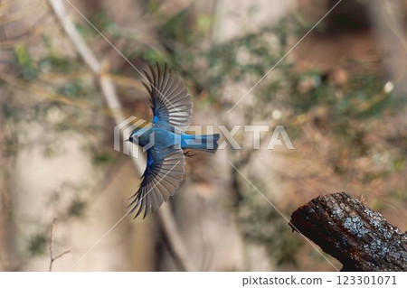 Flying red-flanked bluetail 123301071