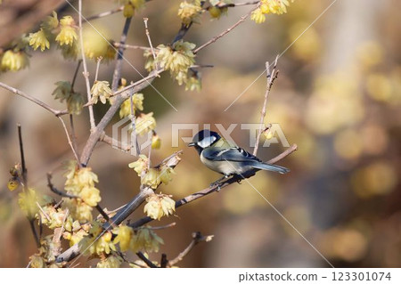 Great tit Great tit 123301074
