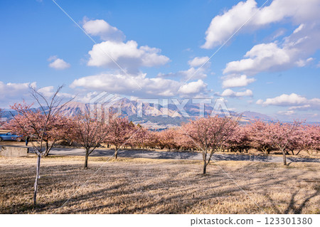 (Five Peaks of Aso) Kawazu cherry blossoms against the blue sky (Minamiaso) Kumamoto Prefectural Open-Air Theatre Aspecta 123301380