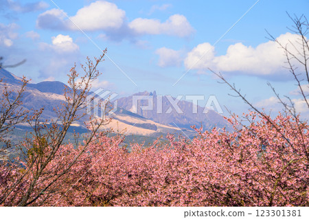 (Mt. Aso, Mt. Nekodake) Kawazu cherry blossoms against the blue sky (Minamiaso) Kumamoto Prefectural Open-Air Theatre Aspecta 123301381