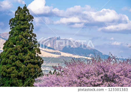 (Mt. Aso, Mt. Nekodake) Kawazu cherry blossoms against the blue sky (Minamiaso) Kumamoto Prefectural Open-Air Theatre Aspecta 123301383