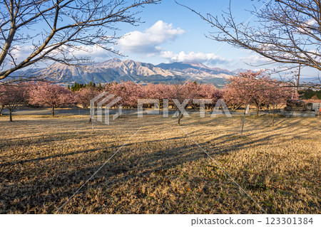 (Five Peaks of Aso) Kawazu cherry blossoms against the blue sky (Minamiaso) Kumamoto Prefectural Open-Air Theatre Aspecta (Five Peaks of Aso) Kawazu cherry blossoms against the blue sky (Minamiaso) Kumamoto Prefectural Open-Air Theatre Aspecta 123301384