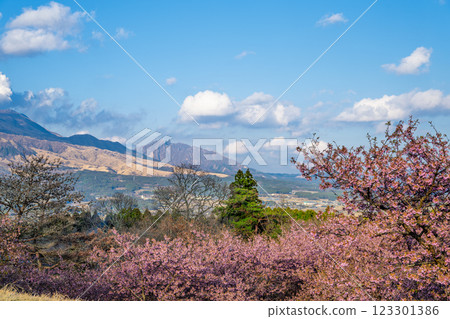 (Mt. Aso, Mt. Nekodake) Kawazu cherry blossoms against the blue sky (Minamiaso) Kumamoto Prefectural Open-Air Theatre Aspecta 123301386
