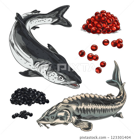 Red and black caviar heaps, salmon or trout and sturgeon beluga fishes hand drawn vector set, sea food, delicacy product 123301404