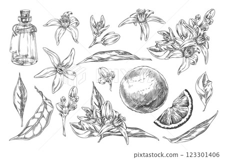 Pencil sketch of neroli flowers, leaves, fruits and bottle of oil, vector illustration. Pencil sketch of neroli flowers, leaves, fruits and bottle of oil, vector illustration. 123301406