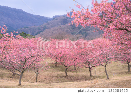 以大自然為背景的河津櫻花(南阿蘇)熊本縣立露天劇場 以大自然為背景的河津櫻花(南阿蘇)熊本縣立露天劇場 123301435
