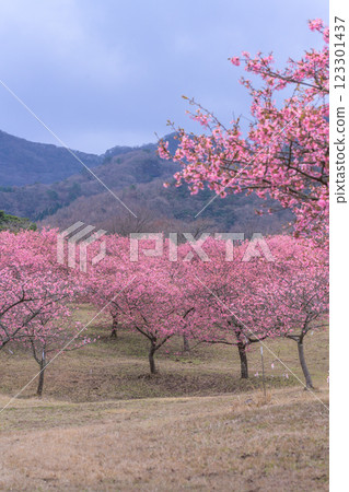 以大自然為背景的河津櫻花（南阿蘇）熊本縣立露天劇場 123301437