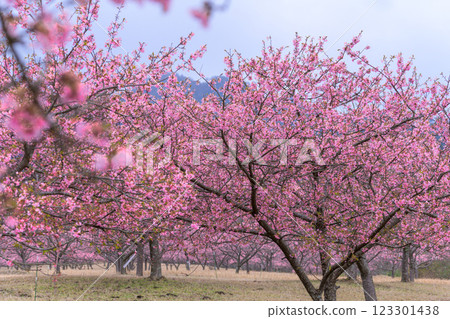 以大自然為背景的河津櫻花(南阿蘇)熊本縣立露天劇場 以大自然為背景的河津櫻花(南阿蘇)熊本縣立露天劇場 123301438