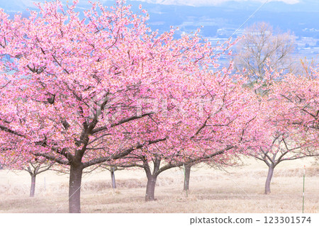以大自然為背景的河津櫻花(南阿蘇)熊本縣立露天劇場 以大自然為背景的河津櫻花(南阿蘇)熊本縣立露天劇場 123301574