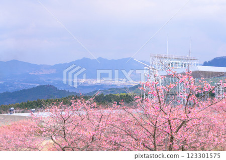 Kawazu cherry blossoms against the backdrop of nature (Minamiaso) Kumamoto Prefectural Open Air Theatre Aspecta Kawazu cherry blossoms against the backdrop of nature (Minamiaso) Kumamoto Prefectural Open Air Theatre Aspecta 123301575